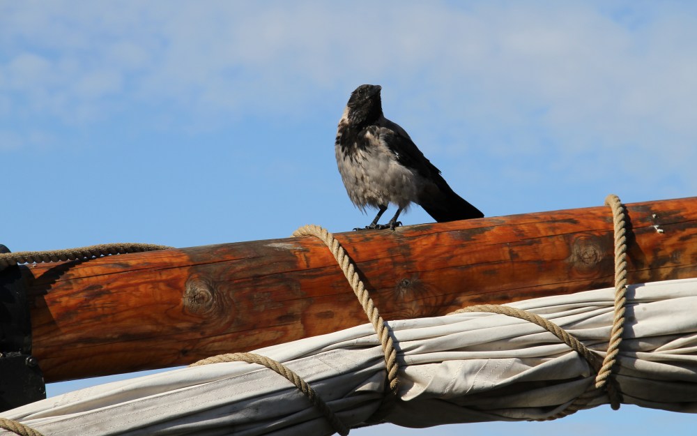 The Crow on the Sail Mast