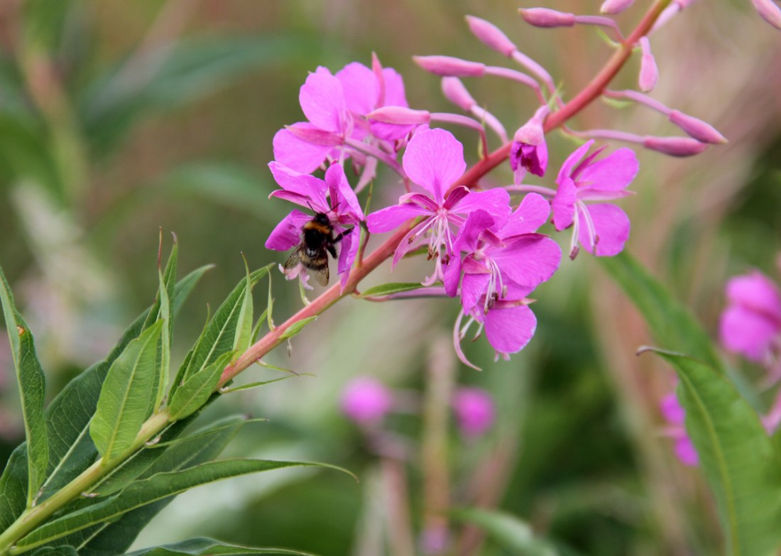 Bumble Bee Collecting Nectar