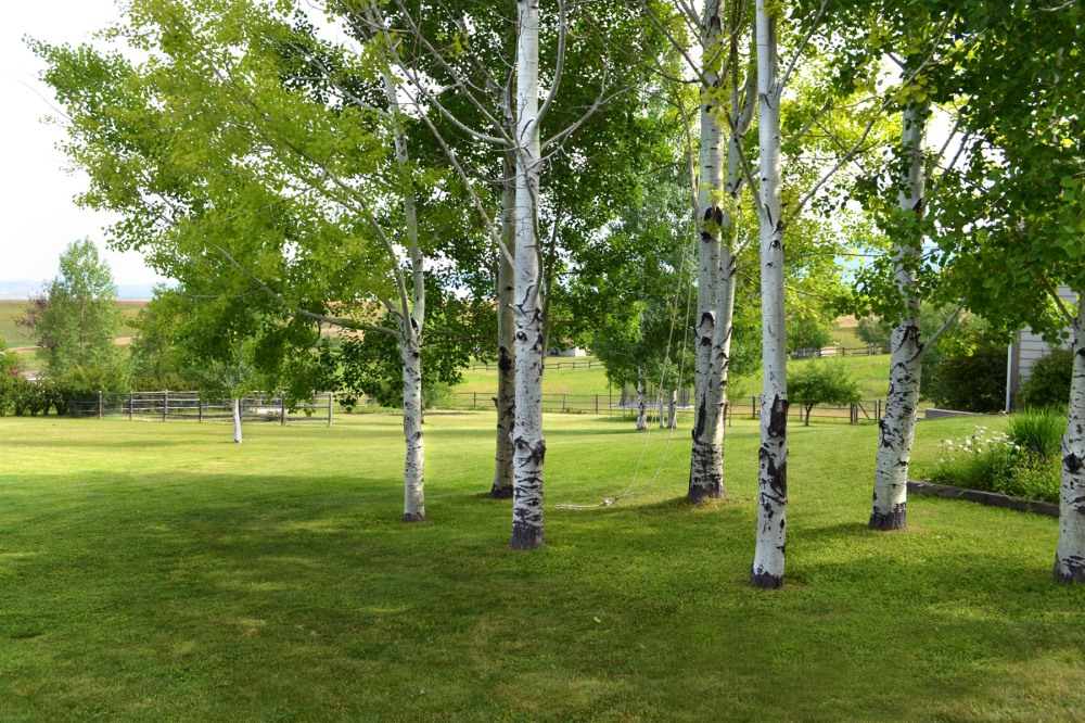 aspen-grove