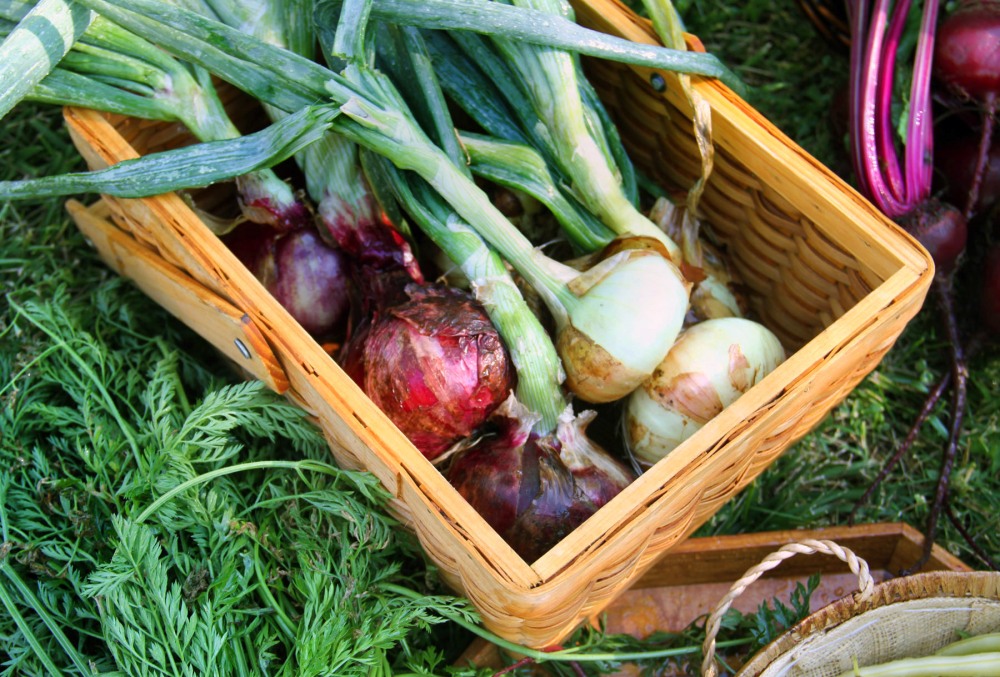 onions-in-basket